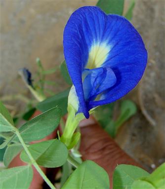 Clitoria ternatea